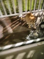 Found/Stray Male Cat last seen Eden bay motel, Capel Sound, VIC 3940