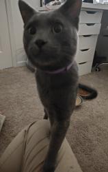 Found/Stray Male Cat last seen Near olive garden in Fairview Heights, Fairview Heights, IL 62208