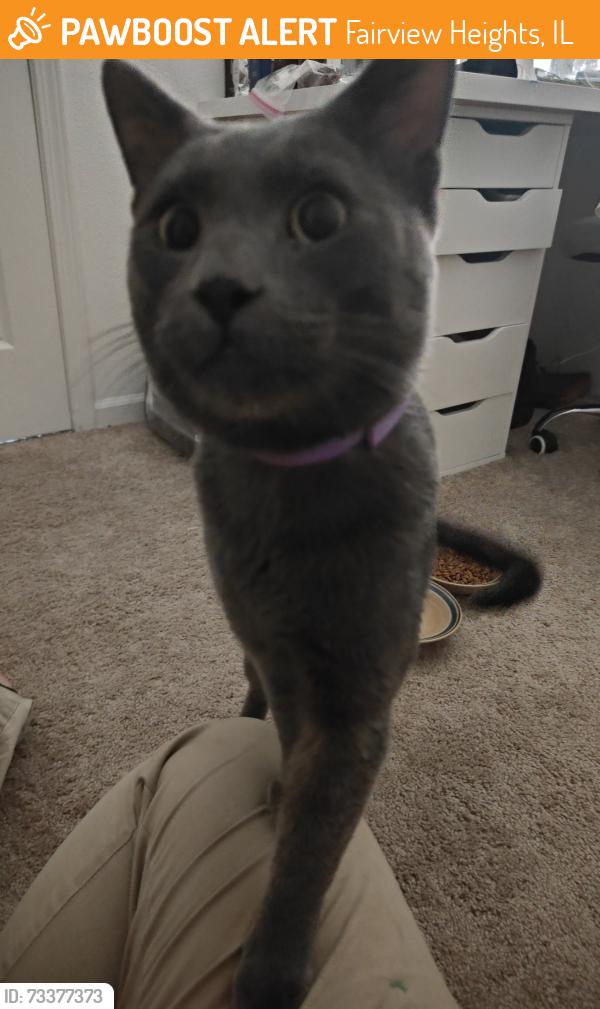 Found/Stray Male Cat last seen Near olive garden in Fairview Heights, Fairview Heights, IL 62208