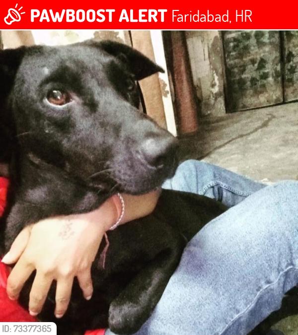 Lost Male Dog last seen Valmiki mandir faridabad, Faridabad, HR 