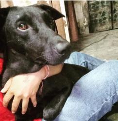 Lost Male Dog last seen Valmiki mandir faridabad, Faridabad, HR 