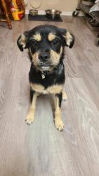 Found/Stray Male Dog last seen 11th and Nisqualli, Victorville, CA 92395