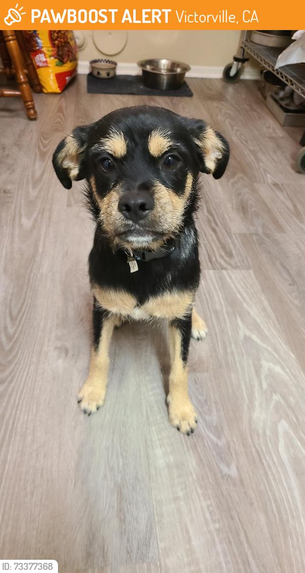 Found/Stray Male Dog last seen 11th and Nisqualli, Victorville, CA 92395