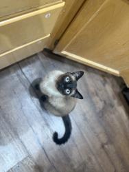 Reunited Male Cat last seen Vista Way and Old Taylor, Vista, CA 92084