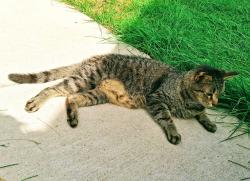 Lost Male Cat last seen Near Edinburgh Lane Aurora IL 60504, Aurora, IL 60504
