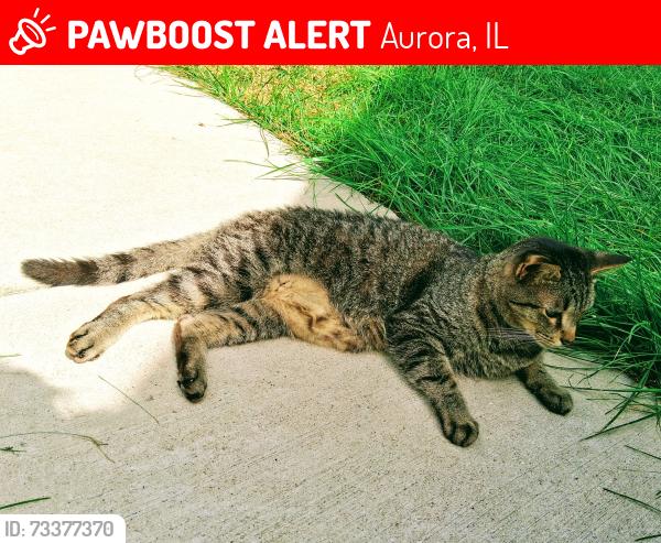 Lost Male Cat last seen Near Edinburgh Lane Aurora IL 60504, Aurora, IL 60504