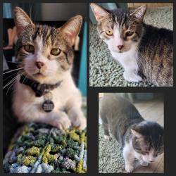 Lost Male Cat last seen North Valley Parkway and Dixileta, Phoenix, AZ 85085