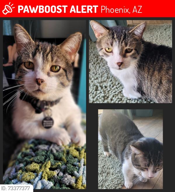 Lost Male Cat last seen North Valley Parkway and Dixileta, Phoenix, AZ 85085