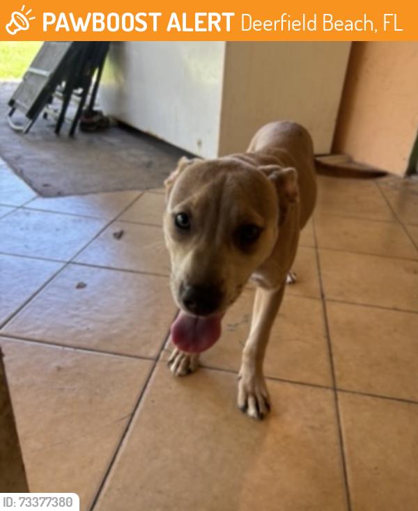Found/Stray Female Dog last seen Riva Motorsport, Deerfield Beach, FL 33064