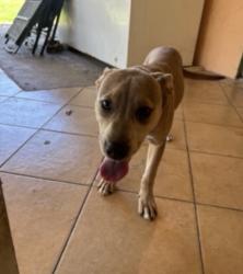 Found/Stray Female Dog last seen Riva Motorsport, Deerfield Beach, FL 33064