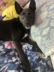 Lost Male Dog last seen Larga vista, Laredo, TX 78043