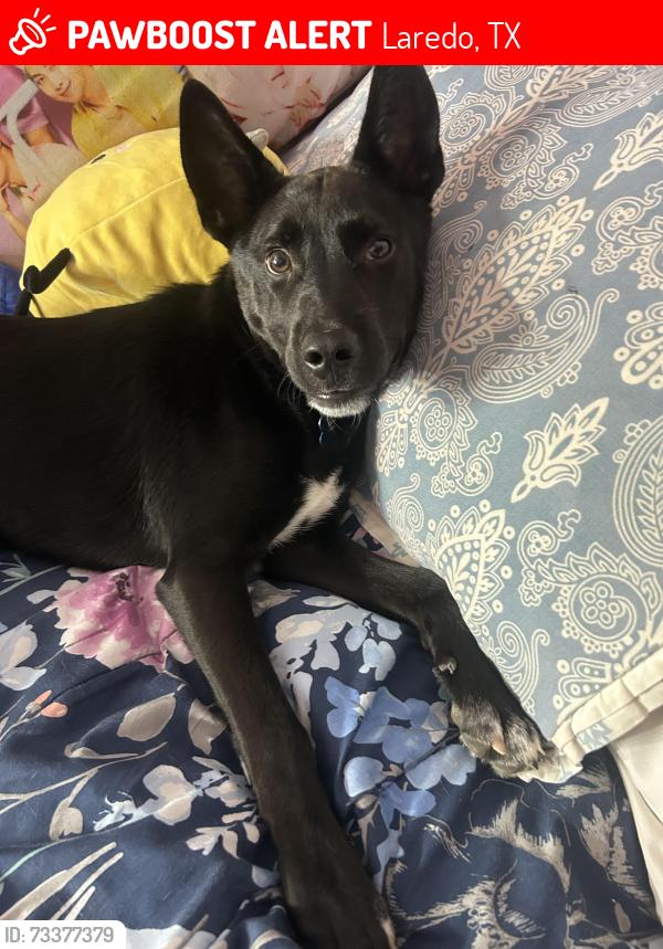 Lost Male Dog last seen Larga vista, Laredo, TX 78043
