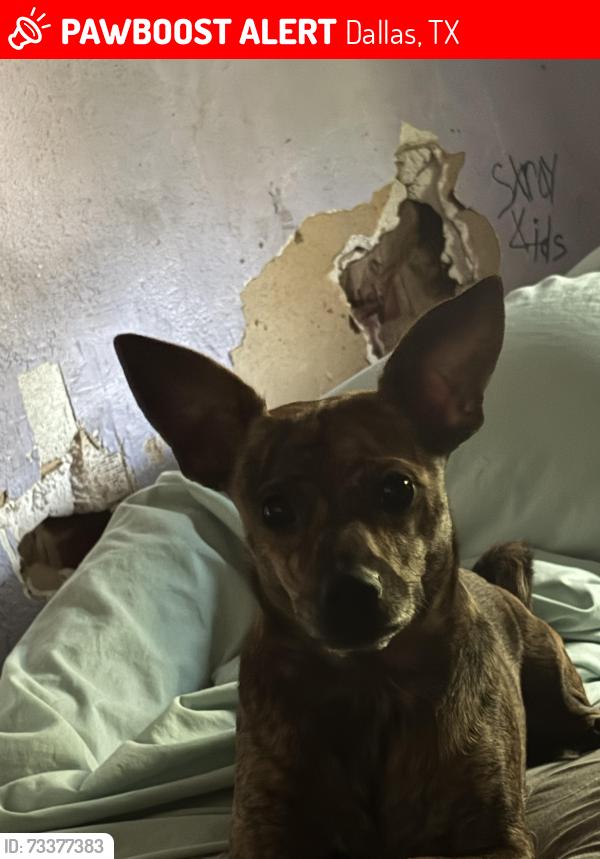 Lost Female Dog last seen Casaview, Dallas, TX 75228