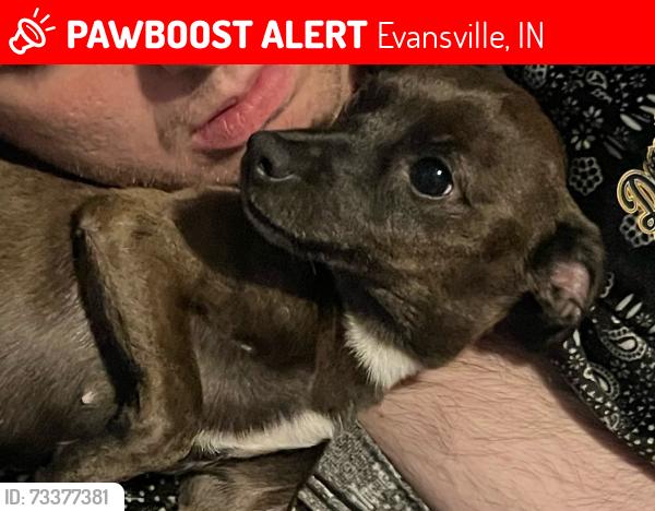 Lost Female Dog last seen W Florida & main st, Evansville, IN 47710