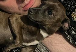 Lost Female Dog last seen W Florida & main st, Evansville, IN 47710