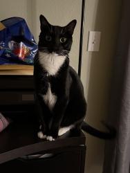 Reunited Male Cat last seen Pine Top Dr Valrico, FL 33594, Valrico, FL 33594
