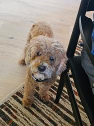 Lost Female Dog last seen Randall Mill Rd and Mt Paran, Atlanta, GA 30327