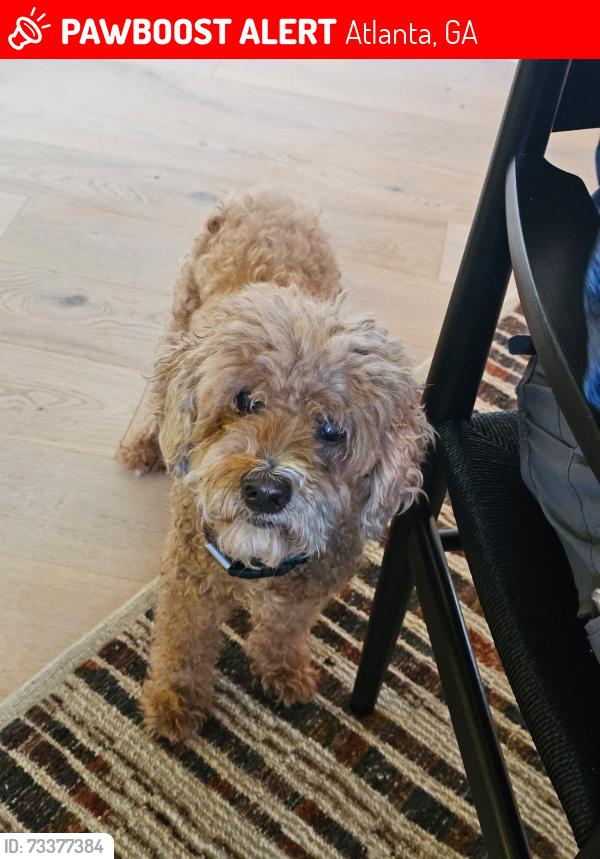 Lost Female Dog last seen Randall Mill Rd and Mt Paran, Atlanta, GA 30327