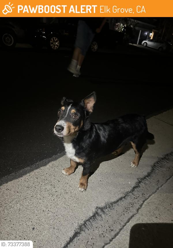 Found/Stray Male Dog last seen Near Brian Kelly Way, Elk Grove, CA 95757