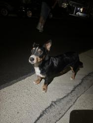 Found/Stray Male Dog last seen Near Brian Kelly Way, Elk Grove, CA 95757