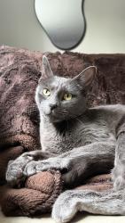 Lost Female Cat last seen Lisgar Park on Carson Drive, Hamilton, ON 
