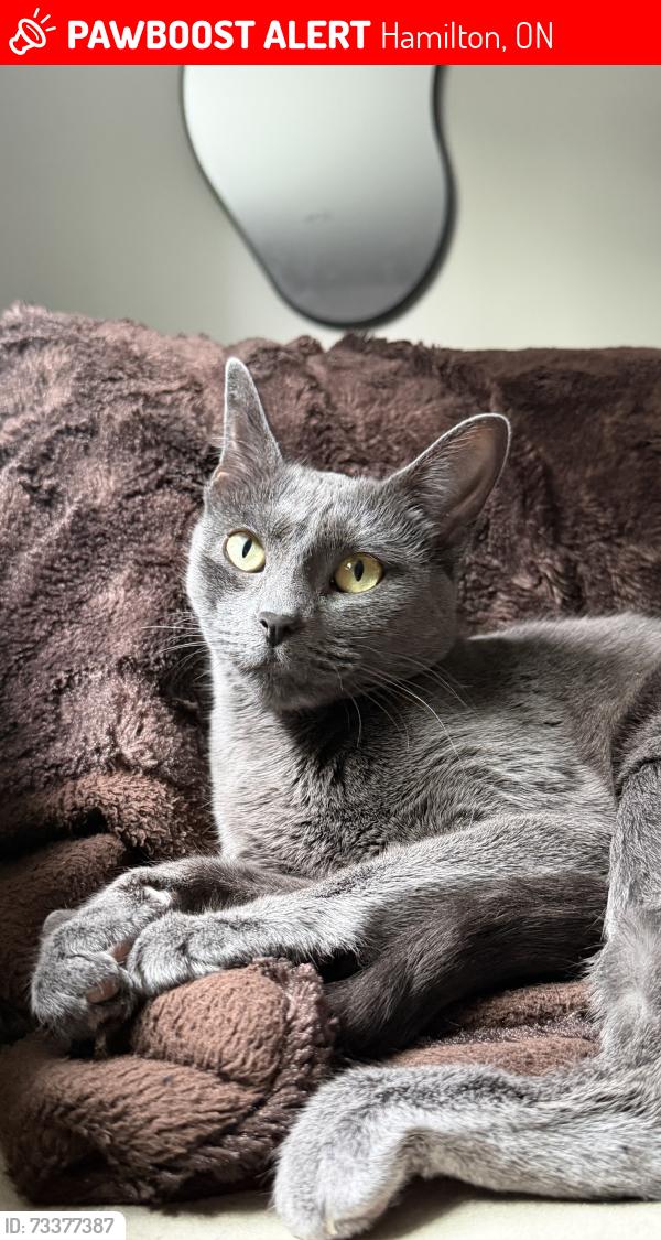 Lost Female Cat last seen Lisgar Park on Carson Drive, Hamilton, ON 