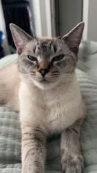 Lost Female Cat last seen Jack’s Grocery, Rocky Mount, NC 27804