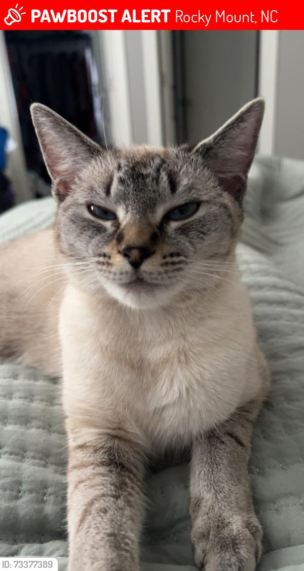 Lost Female Cat last seen Jack’s Grocery, Rocky Mount, NC 27804