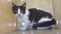 Shelter Stray Female Cat last seen , 216 W Victoria St, Gardena, CA 90248, USA