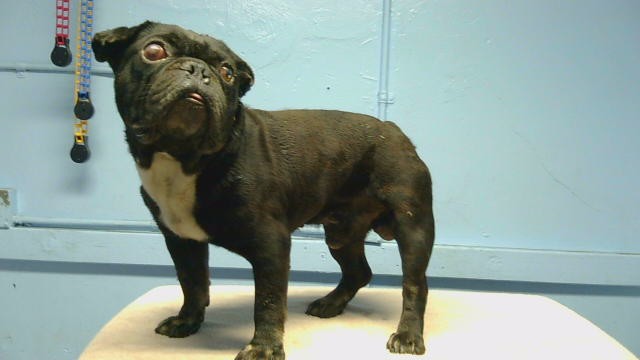 Shelter Stray Male Dog last seen , 216 W Victoria St, Gardena, CA 90248, USA
