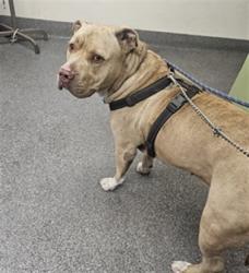 Shelter Stray Male Dog last seen , 3201 Lacy St, Los Angeles, CA 90031, USA