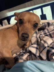 Lost Female Dog last seen Casaview, Dallas, TX 75228