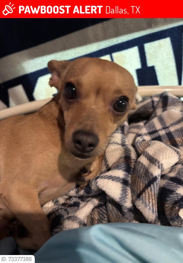 Lost Female Dog last seen Casaview, Dallas, TX 75228
