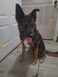 Reunited Unknown Dog last seen Patti Lane, Romoland, CA 92585