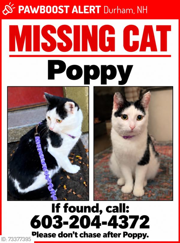 Lost Female Cat last seen cottage street by dumpster, Durham, NH 03824