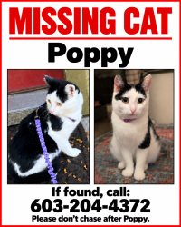 Lost Female Cat last seen cottage street by dumpster, Durham, NH 03824