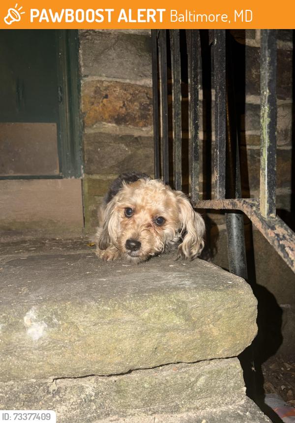 Found/Stray Male Dog last seen Fordleigh apmts, Baltimore, MD 21215