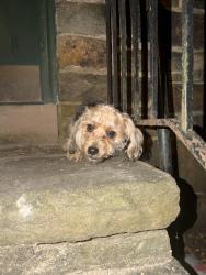 Found/Stray Male Dog last seen Fordleigh apmts, Baltimore, MD 21215