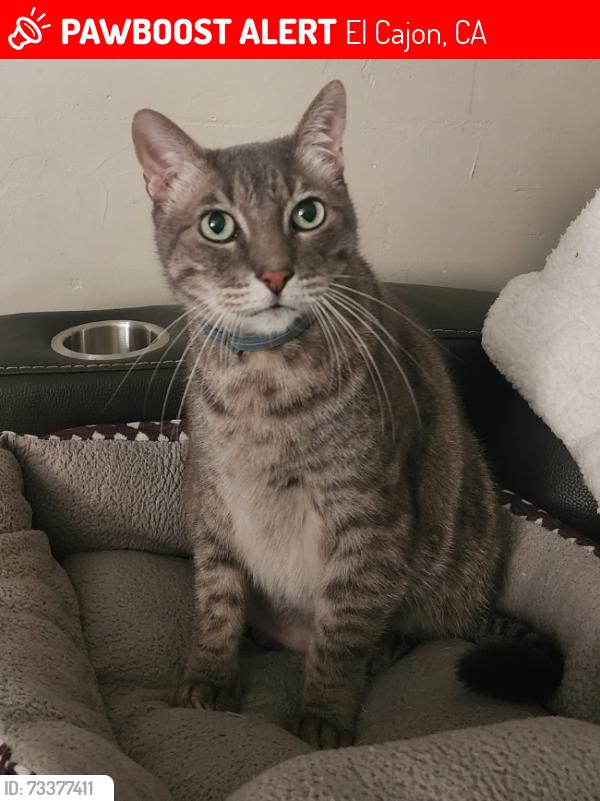 Lost Male Cat last seen Grossmont ave & wilson ave, El Cajon, CA 92020