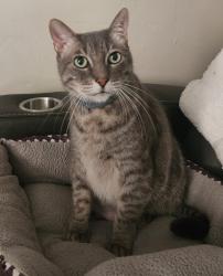 Lost Male Cat last seen Grossmont ave & wilson ave, El Cajon, CA 92020