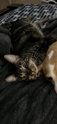 Lost Male Cat last seen Mildred, Perris, CA 92571