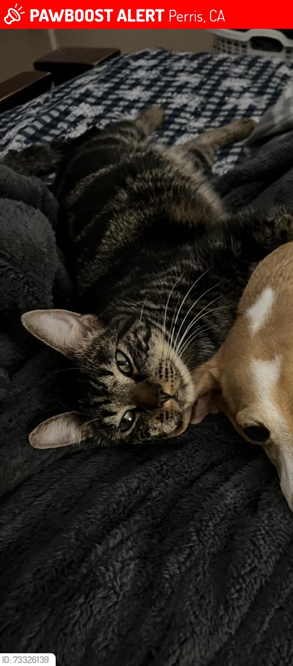 Lost Male Cat last seen Mildred, Perris, CA 92571