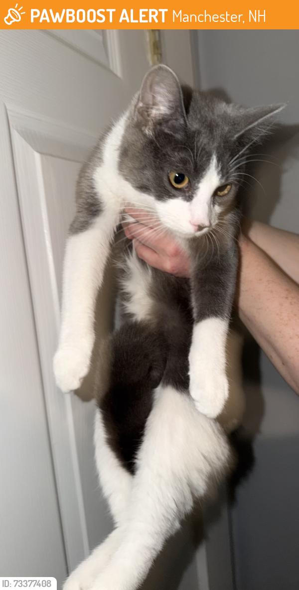 Found/Stray Female Cat last seen Walnut st., Manchester, NH 03104