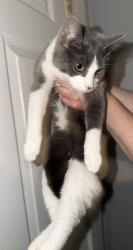 Found/Stray Female Cat last seen Walnut st., Manchester, NH 03104