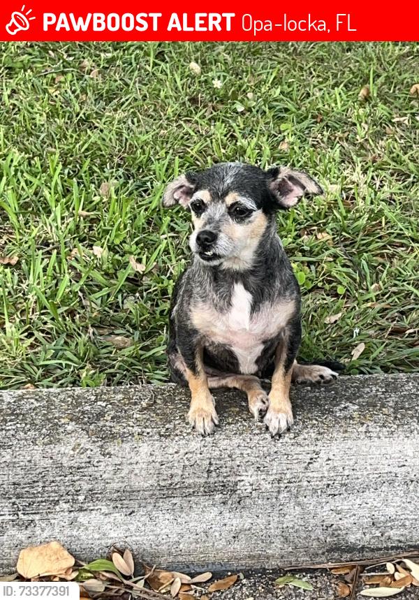 Lost Female Dog last seen 132nd Terrace 28th Ave Opa Locka FL, Opa-locka, FL 33054
