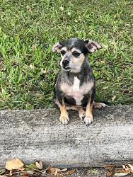 Lost Female Dog last seen 132nd Terrace 28th Ave Opa Locka FL, Opa-locka, FL 33054