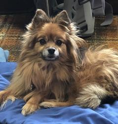 Lost Female Dog last seen Zilla St NW and Coon Rapids Blvd, Coon Rapids, MN 55433