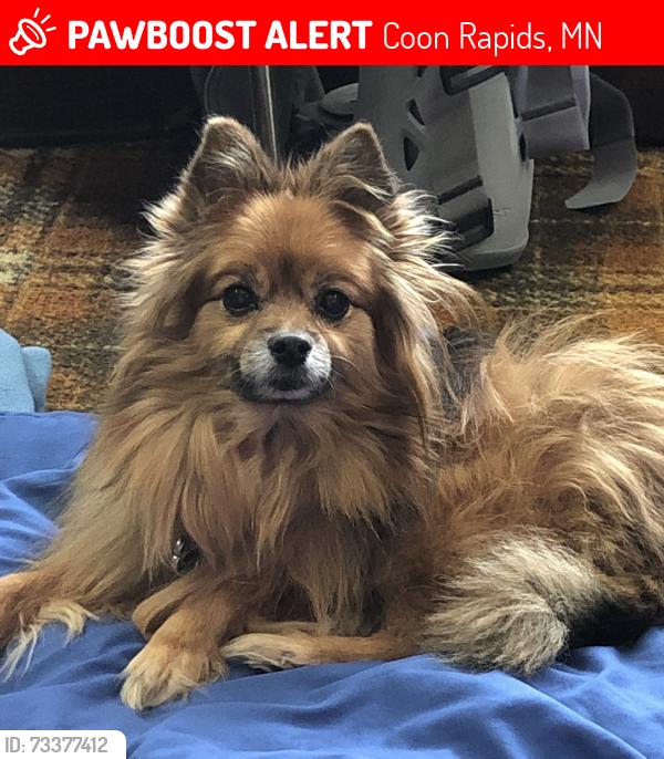 Lost Female Dog last seen Zilla St NW and Coon Rapids Blvd, Coon Rapids, MN 55433