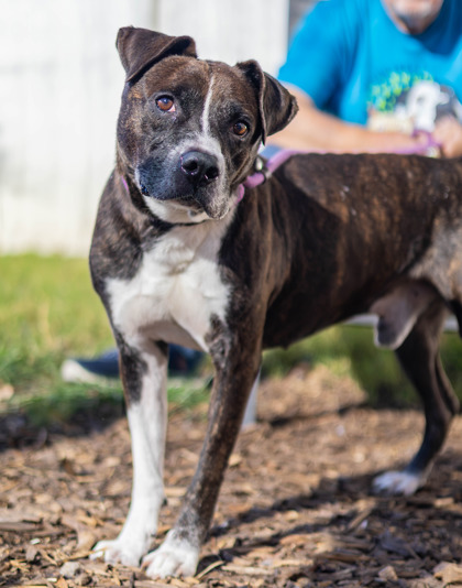 Shelter Stray Male Dog last seen Near Mohican Trail Stone Mountain, 30083, 30083, GA, 3280 Chamblee Dunwoody Rd, Chamblee, GA 30341, USA