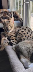 Reunited Male Cat last seen Near Bloods Grove Cir, Delray Beach, FL 33445, USA, Delray Beach, FL 33445